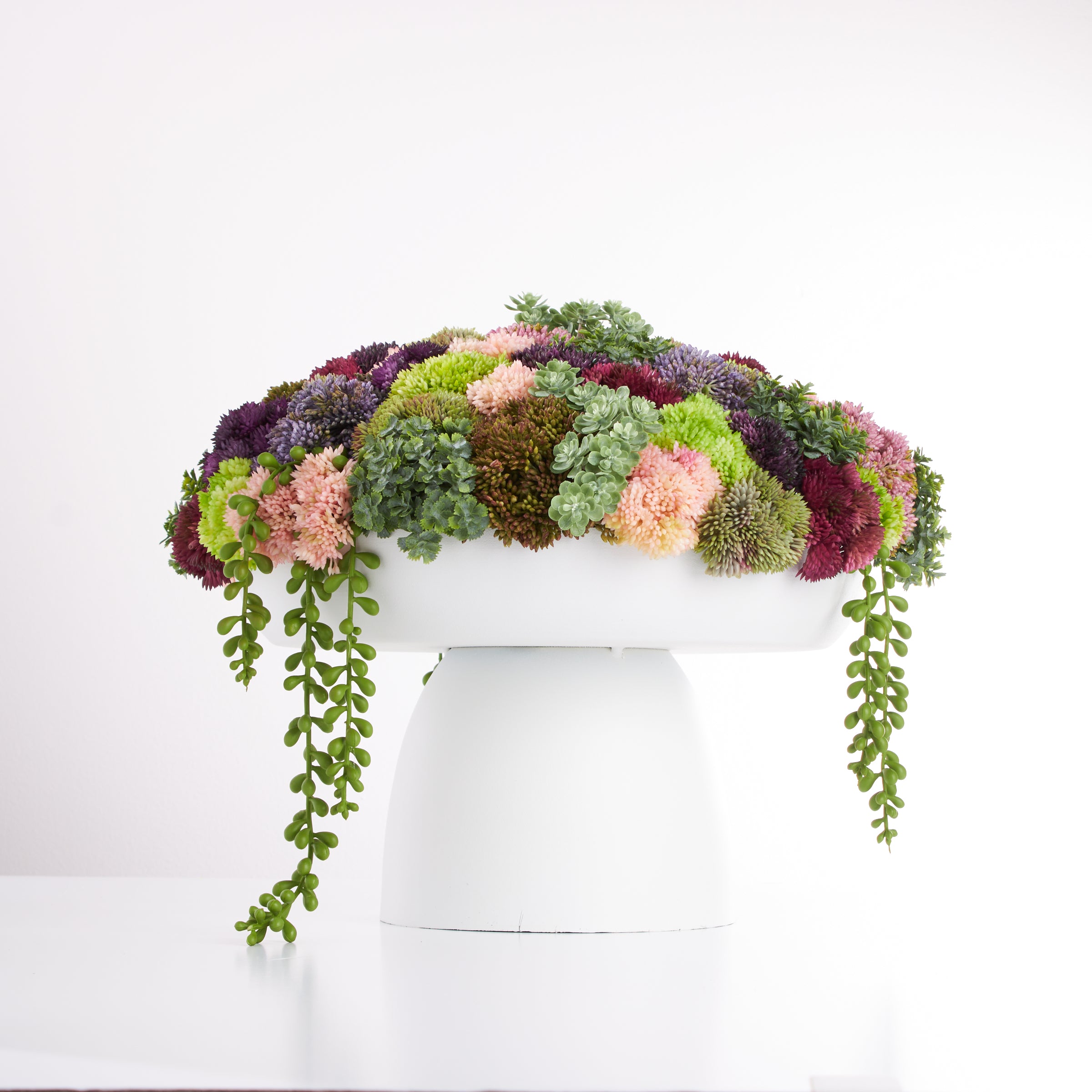 Wide Elevate Sedum