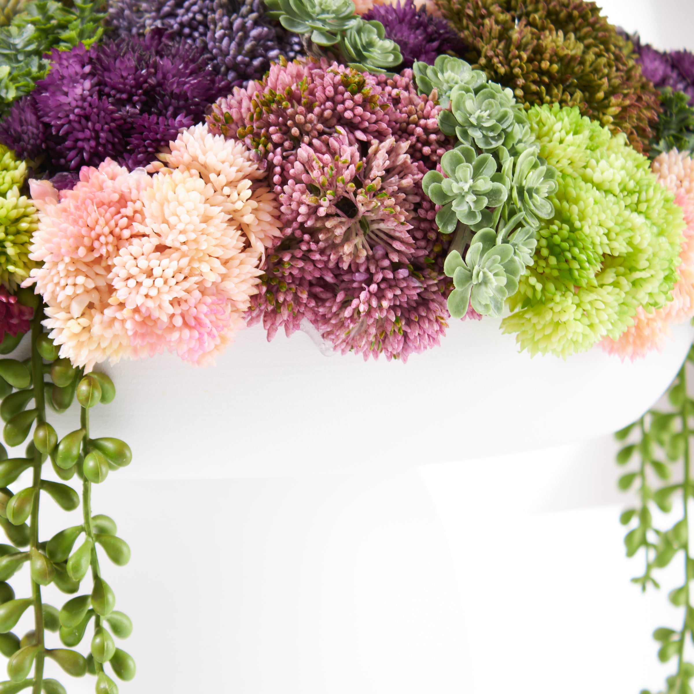Wide Elevate Sedum