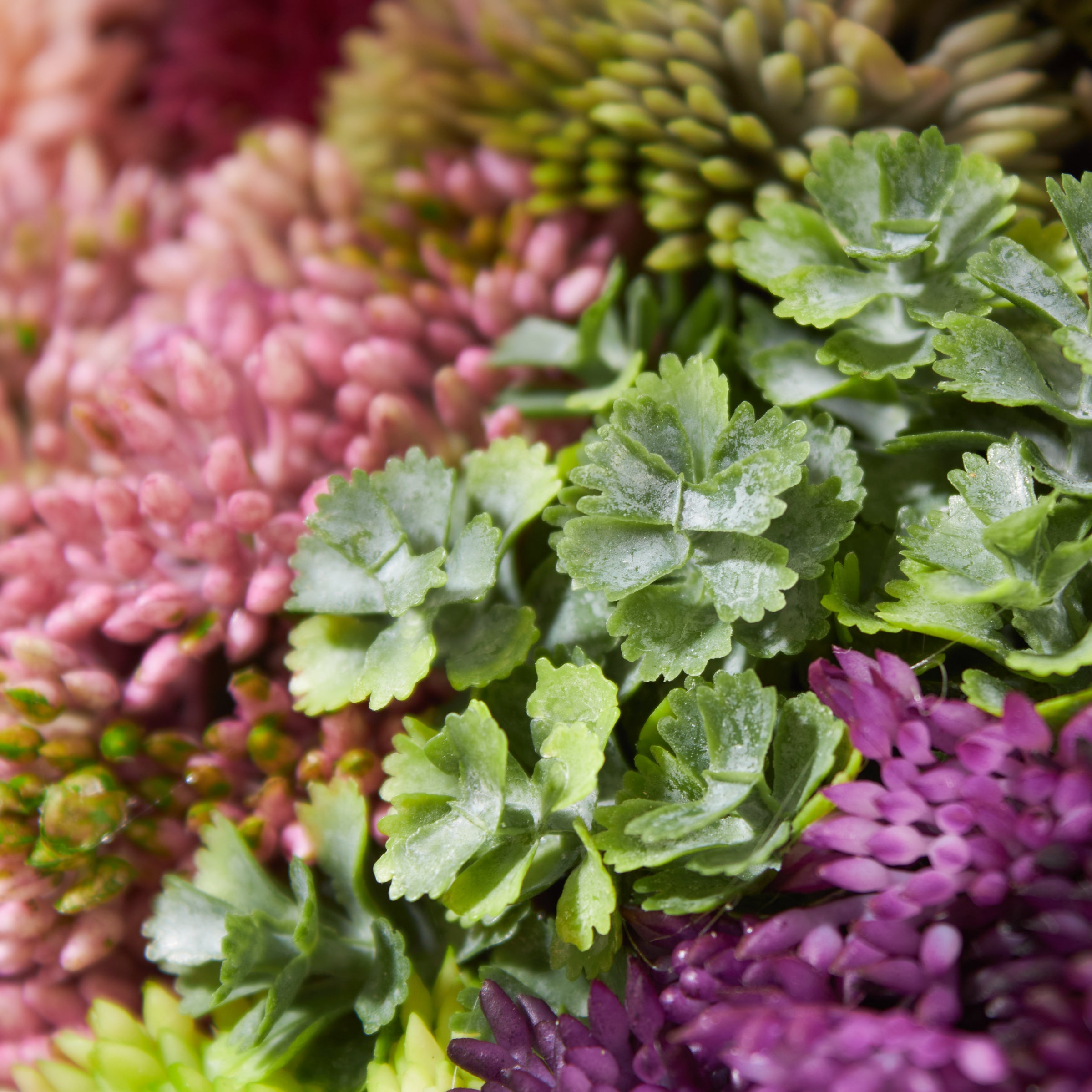 Wide Elevate Sedum
