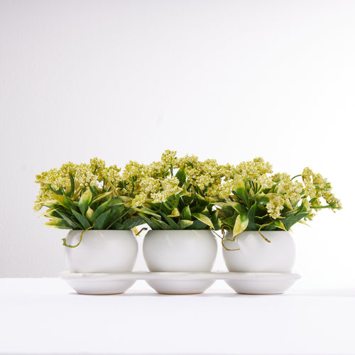 Triplet Pot with Mini Pom Pom Flowers-Light Green