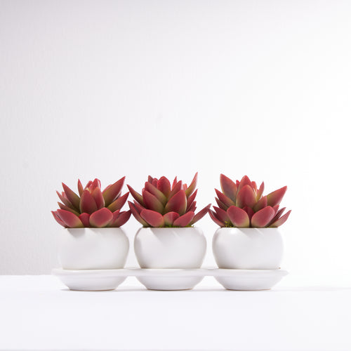 Triplet Pot Succulents-Burnt Orange