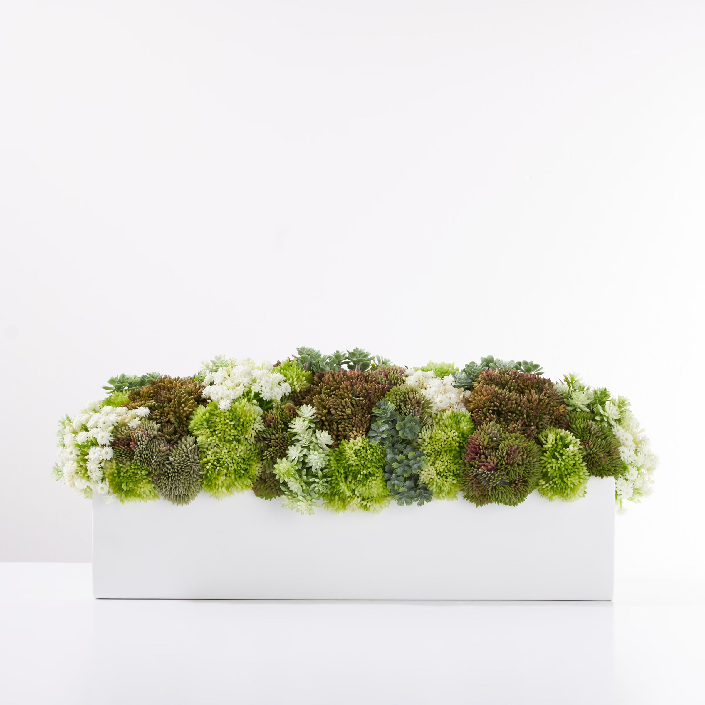 Sedum Garden- Green- White