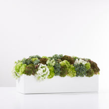 Load image into Gallery viewer, Sedum Garden Green/White