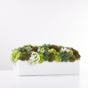 Sedum Garden Green/White