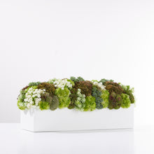 Load image into Gallery viewer, Sedum Garden Green/White