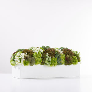 Sedum Garden Green/White