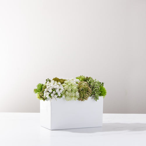 Mini Brick Sedum Garden/ Green-White