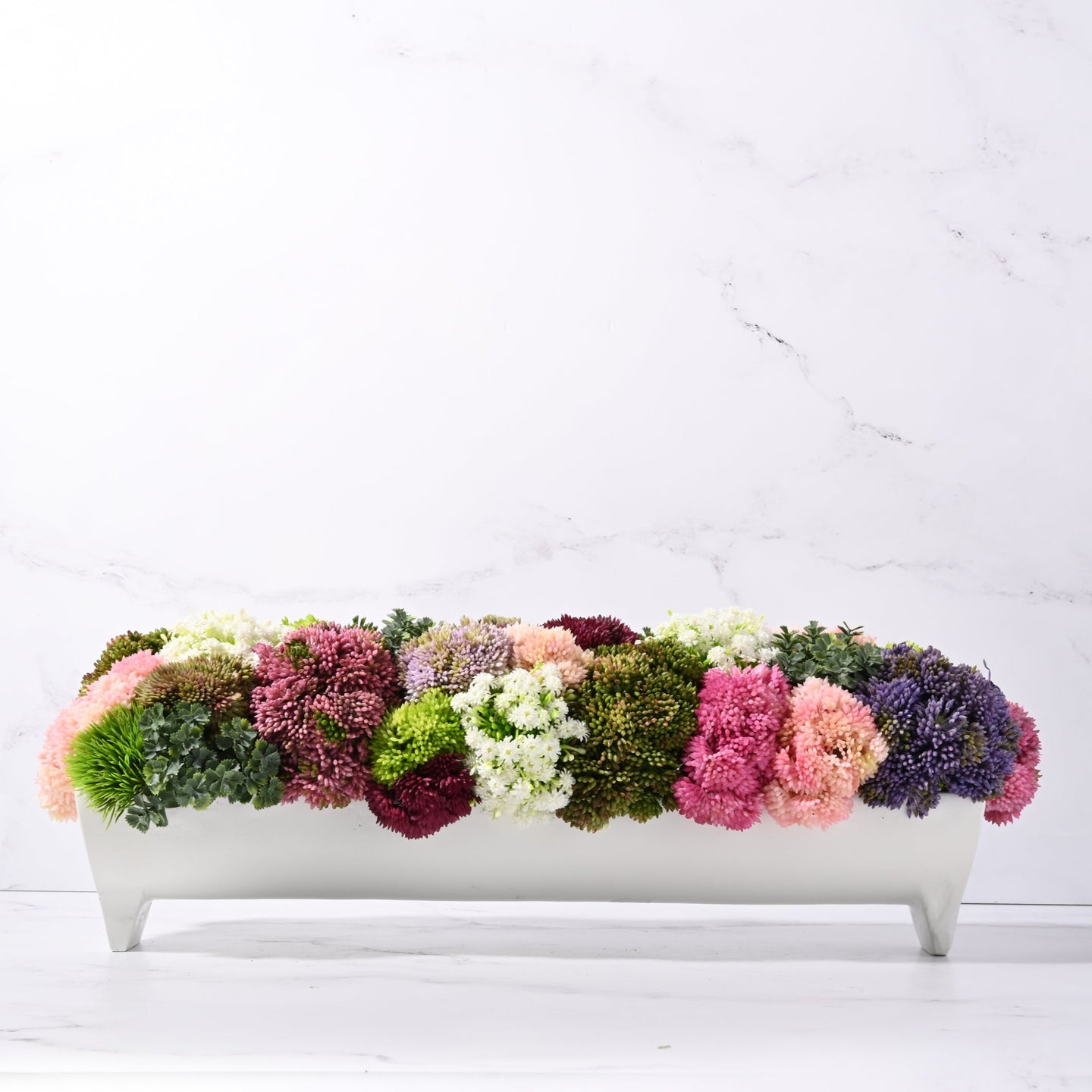 Blanca Sedum