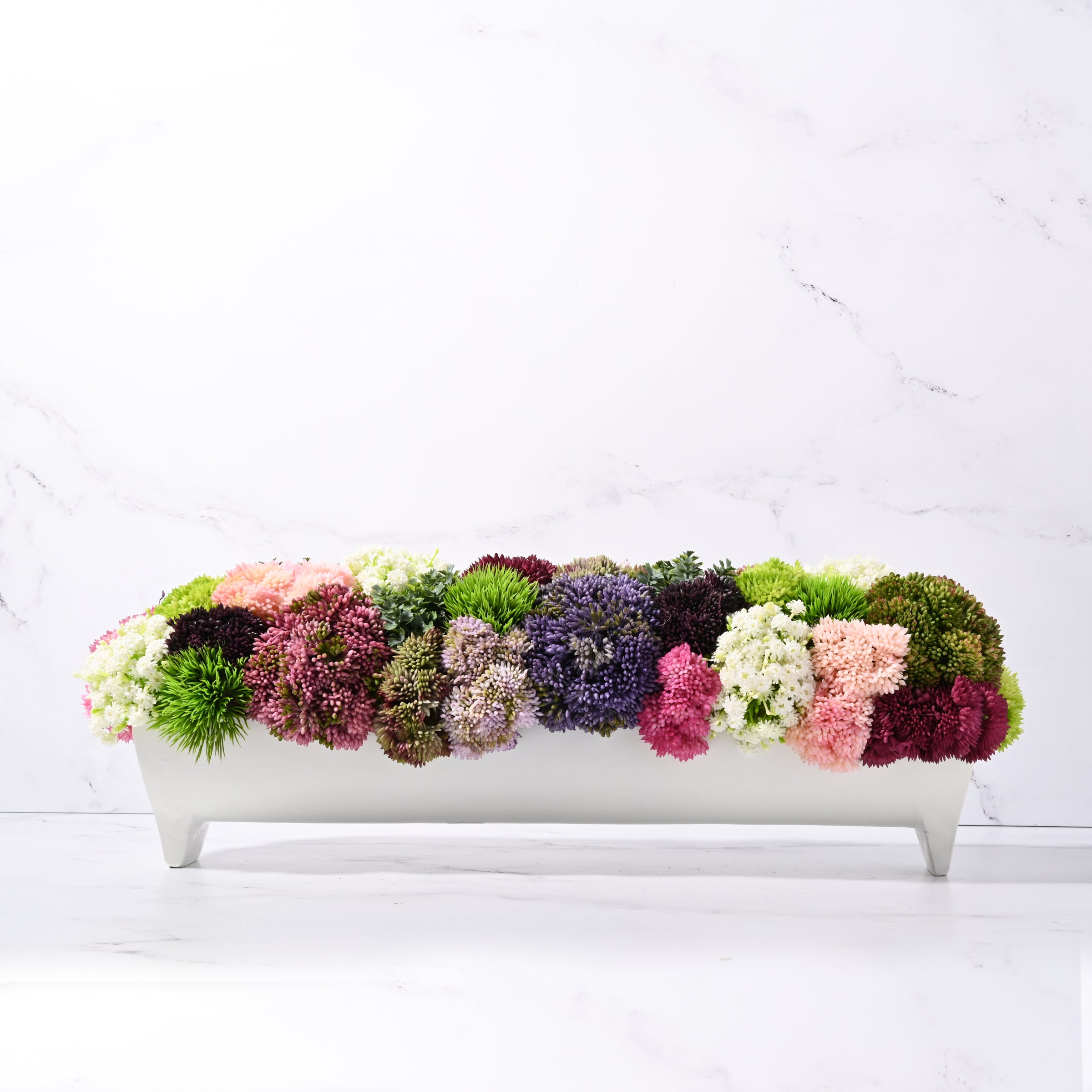 Blanca Sedum