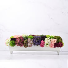 Load image into Gallery viewer, Blanca Sedum