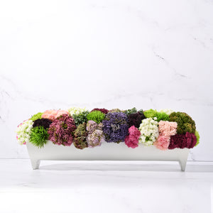 Blanca Sedum