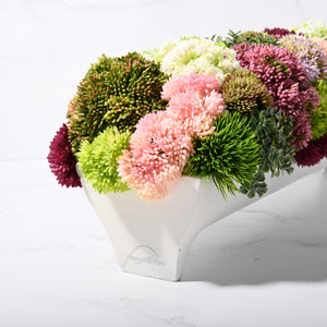 Blanca Sedum