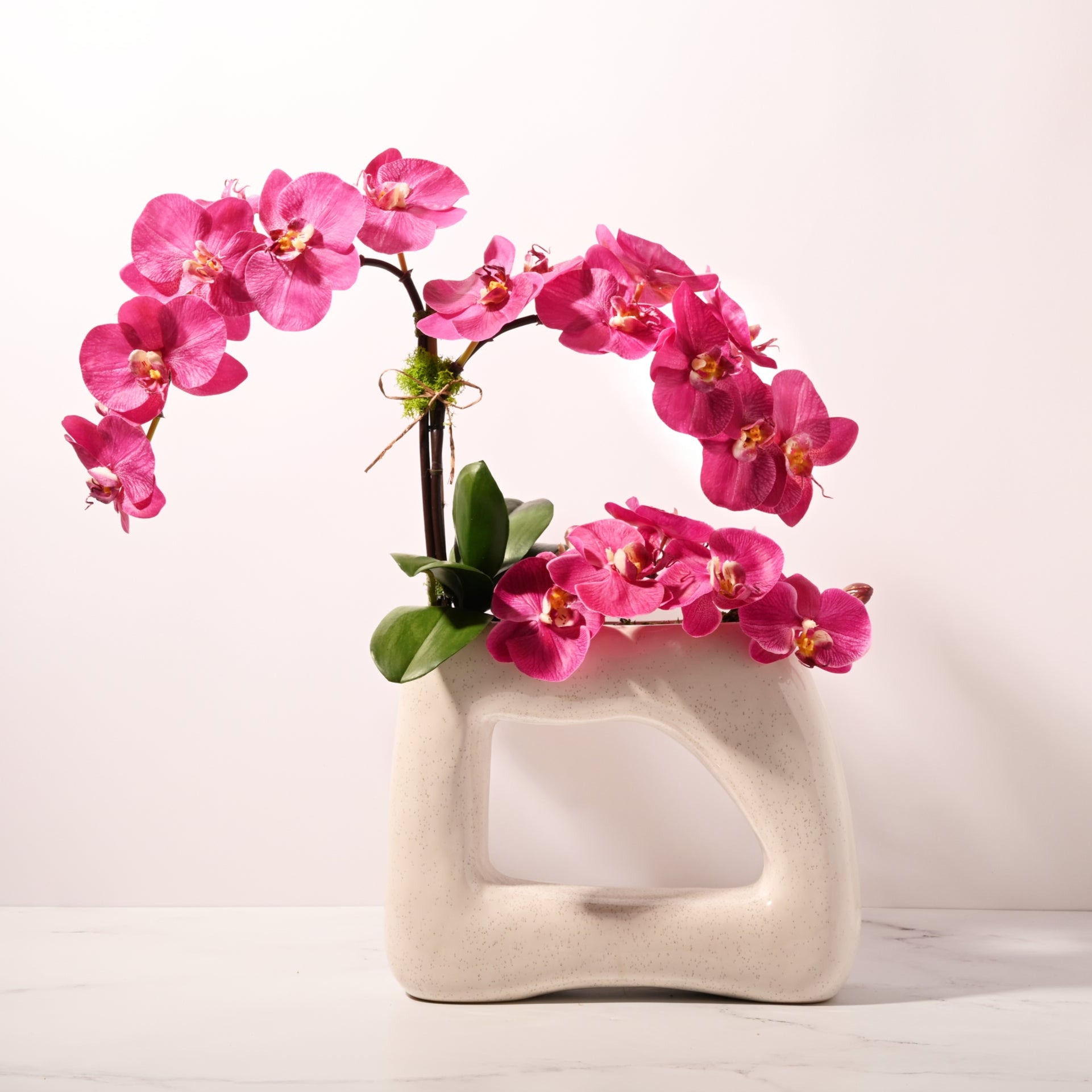 Architectural Orchid