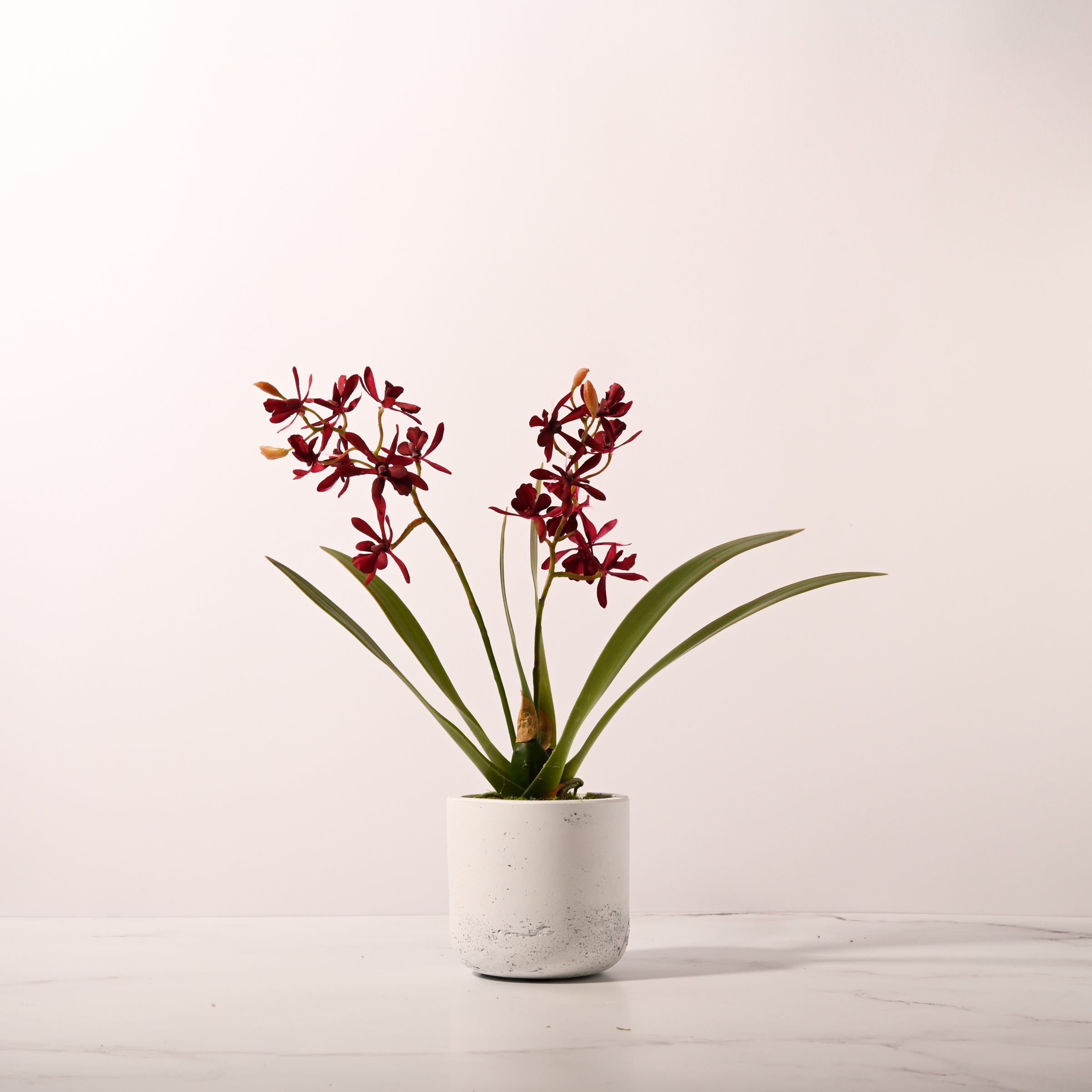 Mini Catelaya Orchid Plant