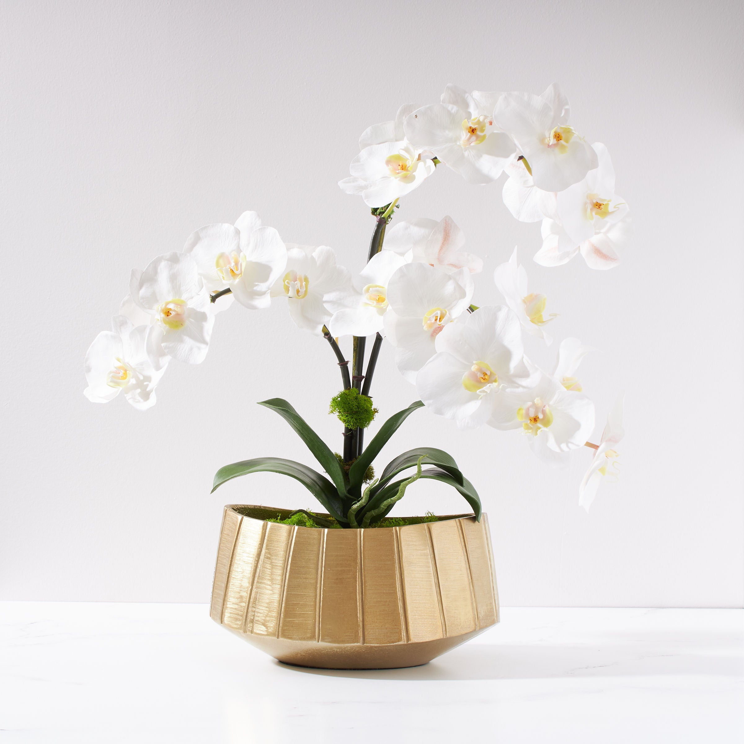 Regalia Crisp White Orchid Plant