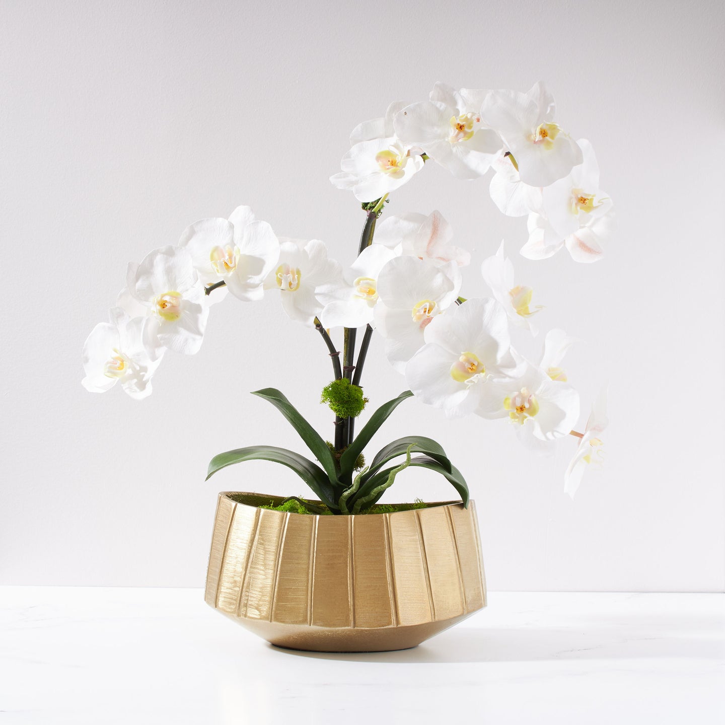 Regalia Orchid Plant-WH