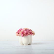 Load image into Gallery viewer, Van Cleef Sedum-PK