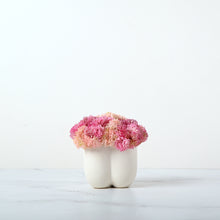 Load image into Gallery viewer, Van Cleef Sedum-PK