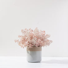 Load image into Gallery viewer, Seeded Clusters in Banded Pot-Soft Pink