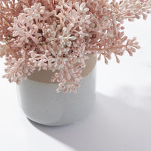 Load image into Gallery viewer, Seeded Clusters in Banded Pot-Soft Pink