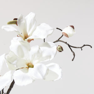 Magnolias in Melodic Vase