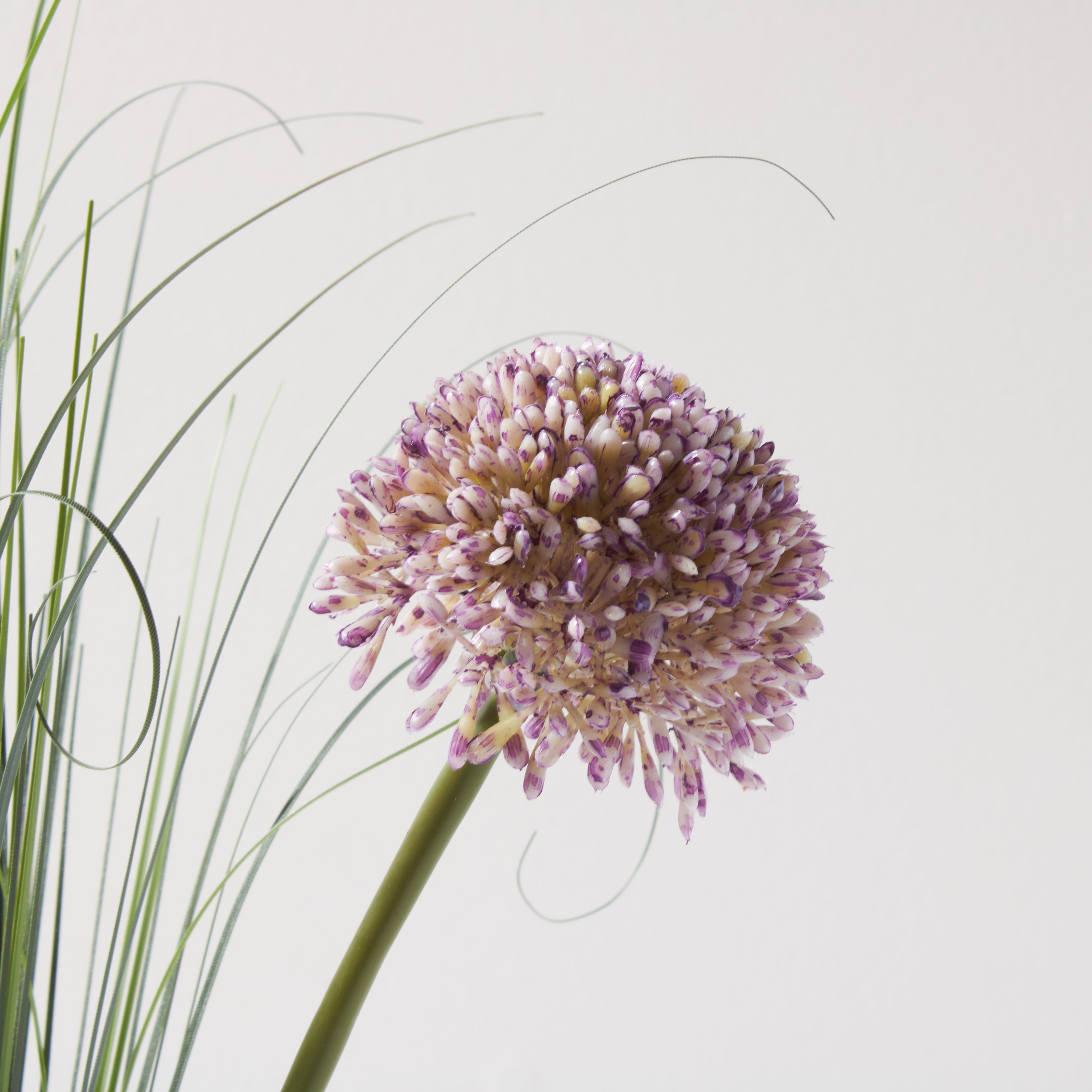Simply Alliums