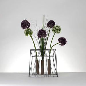 Optic Alliums