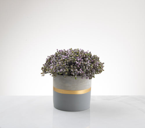 Stonecrop in Two-Tone Vase- Lavender