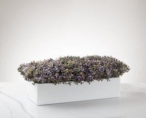 Veranda Stonecrop -Lavender