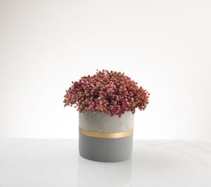 Stonecrop in Two-Tone Vase- Mauve