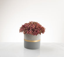 Load image into Gallery viewer, Stonecrop in Two-Tone Vase- Lavender