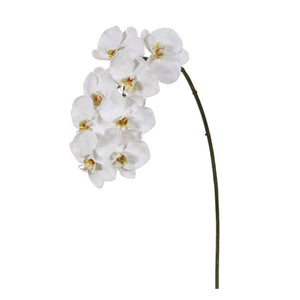 Orchid phalaenopsis white 37.5" x8