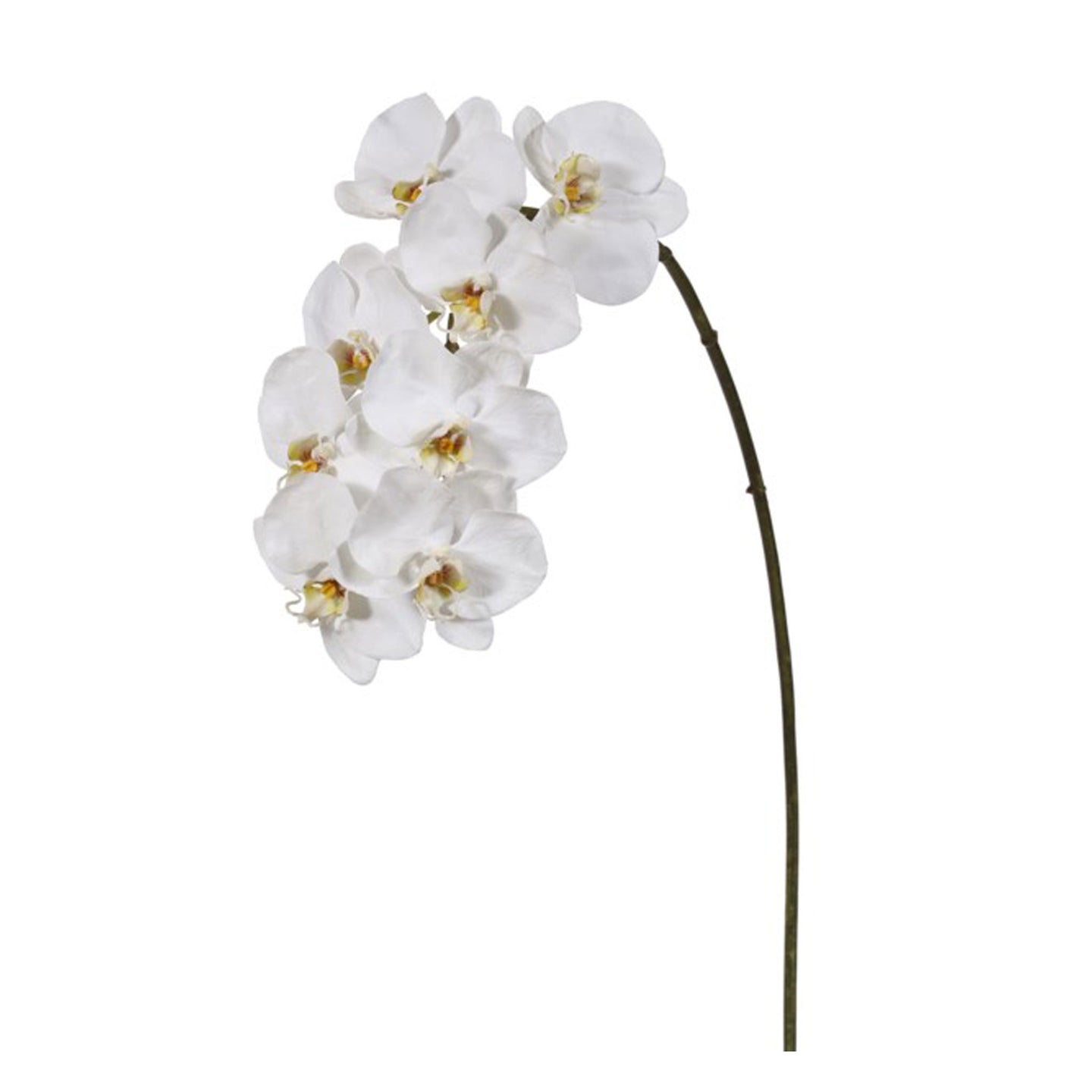 Orchid phalaenopsis white 37.5