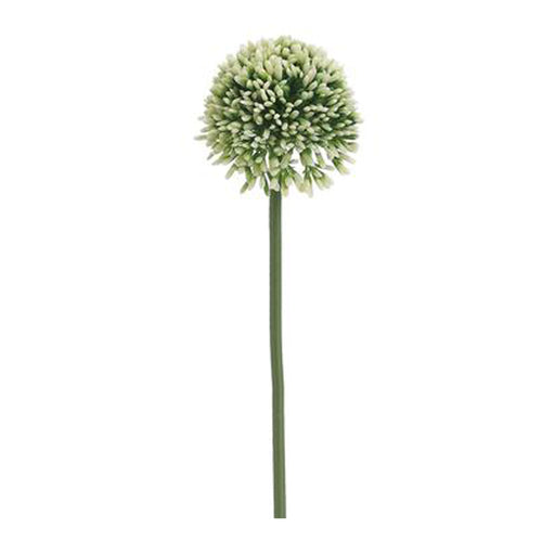 Allium Cream Green 17.5
