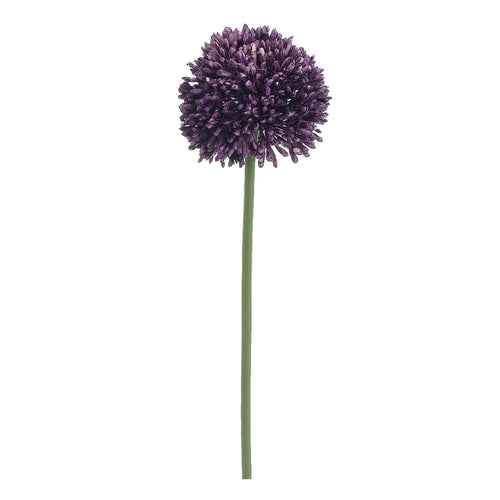 Allium Violet 17.5
