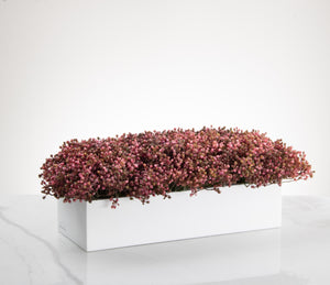 Veranda Stonecrop -Mauve