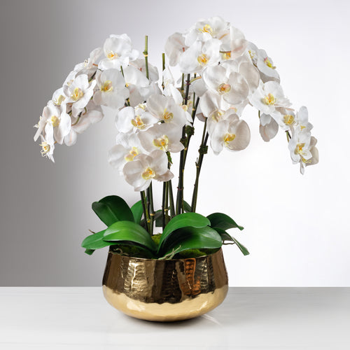 Orchid Cascade White