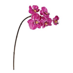 Mini Orchid phlanopsis  fuschia 20" x5