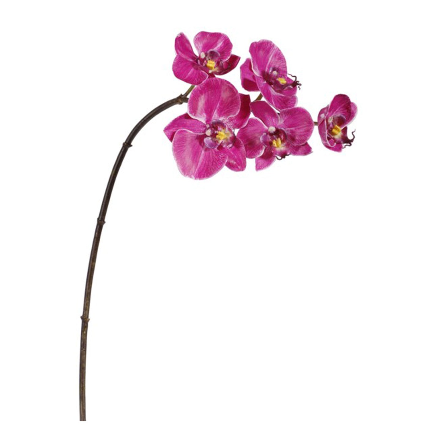 Mini Orchid phlanopsis  fuschia 20