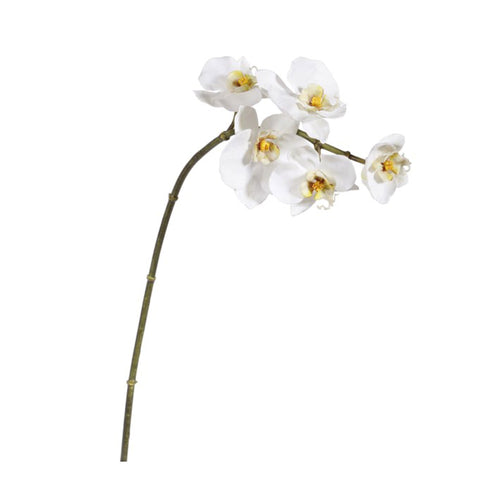 Mini Orchid Phalanopsis white 20