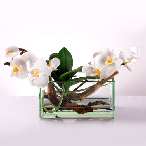 Orchid in Water M