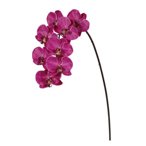 Orchid phalaenopsis fuschia 37.5" x 8