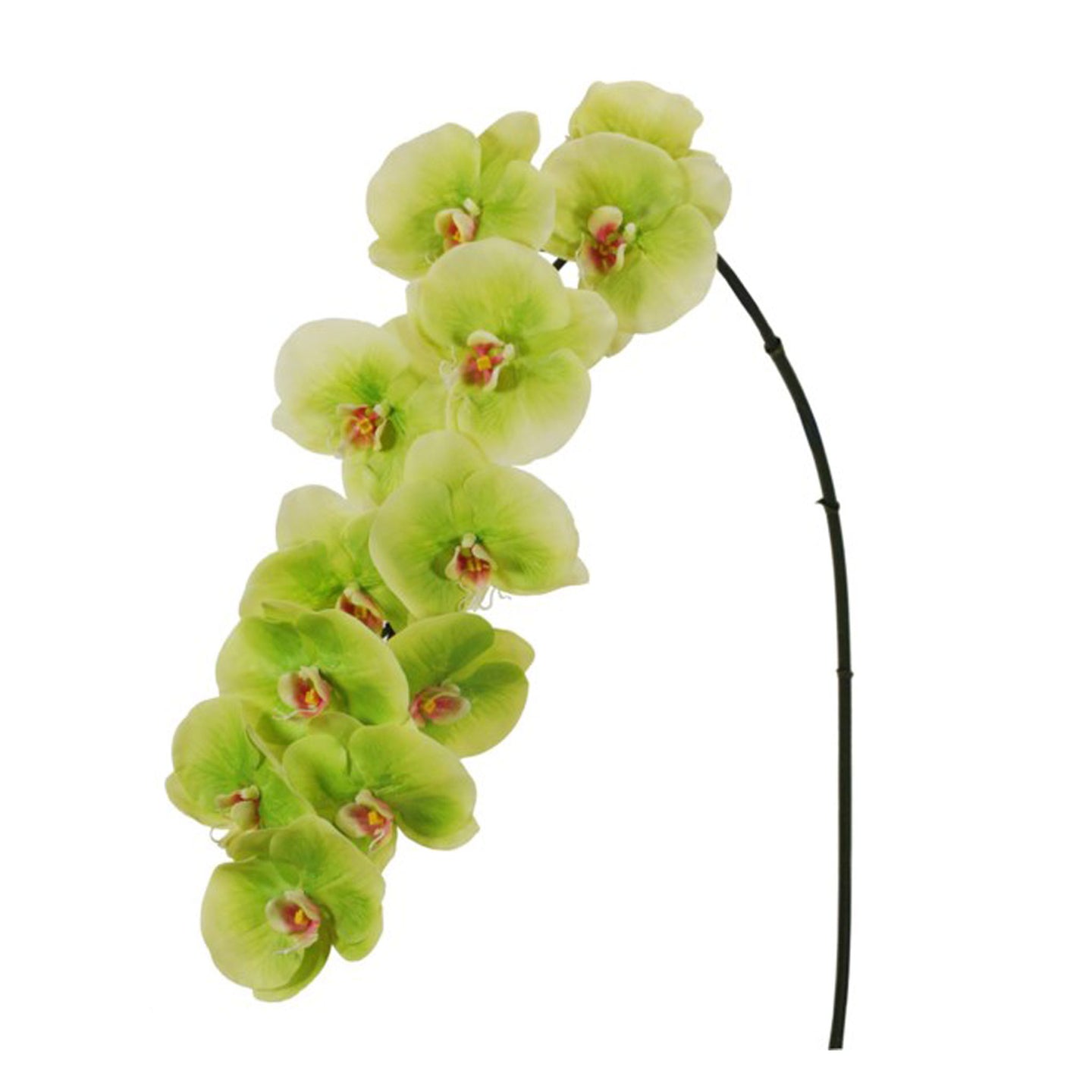 Orchid phalaenopsis green 44