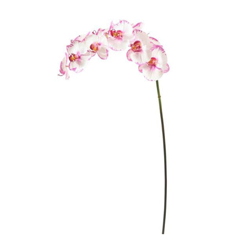 Orchid phalaenopsis white, purple 34
