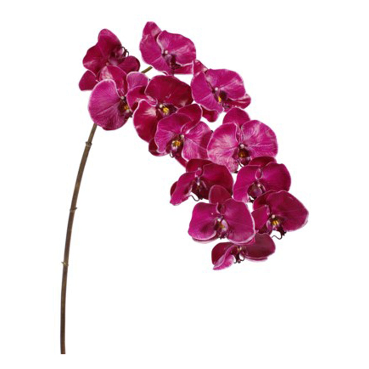 Orchid phalaenopsis 44