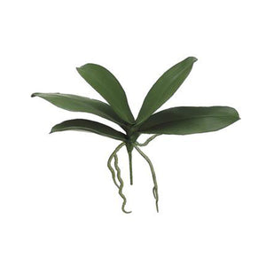 Phalaenopsis Orchid Leaf Plant with Roots Green 12"