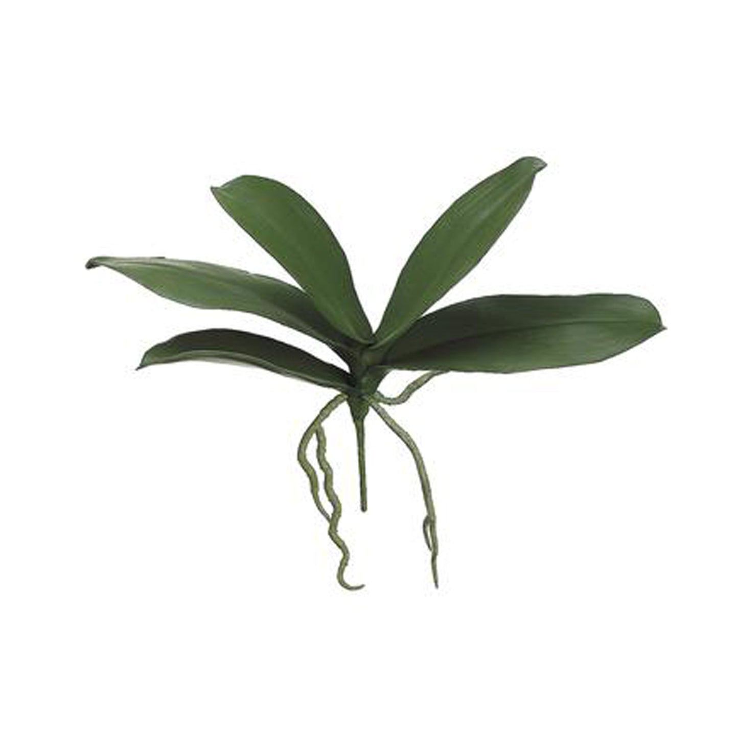 Phalaenopsis Orchid Leaf Plant with Roots Green 12