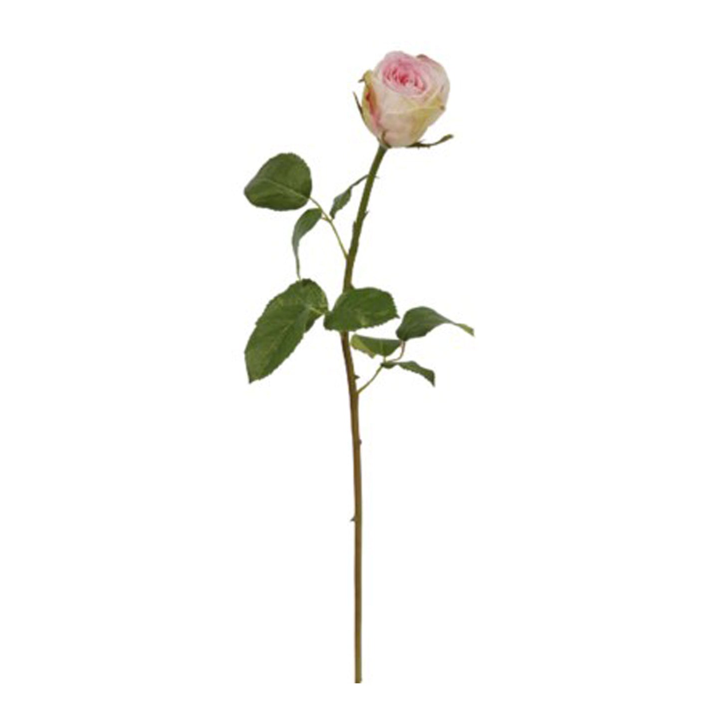 Rose Dutches Bud Pink White 19.5