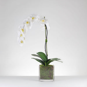 Moss Potted Orchid –White  Item # 825