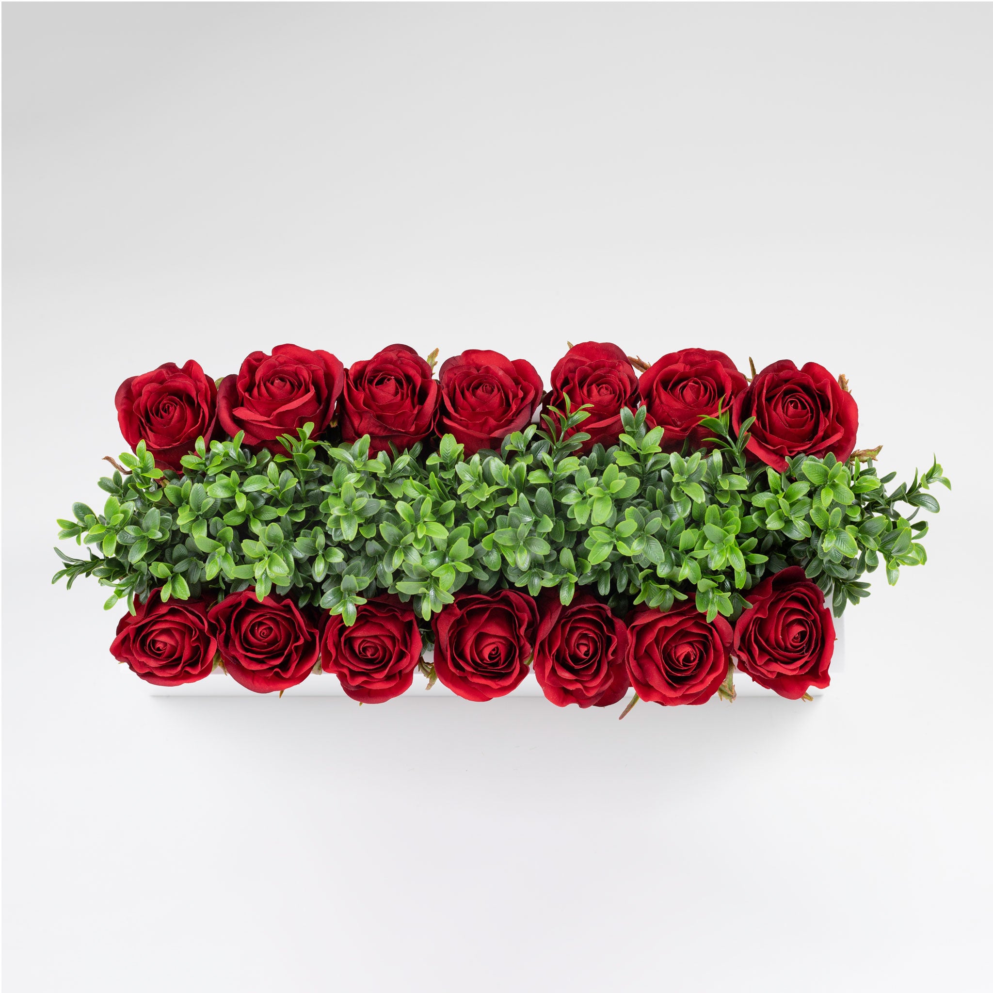 Balcony Garden Rose Deep Red
